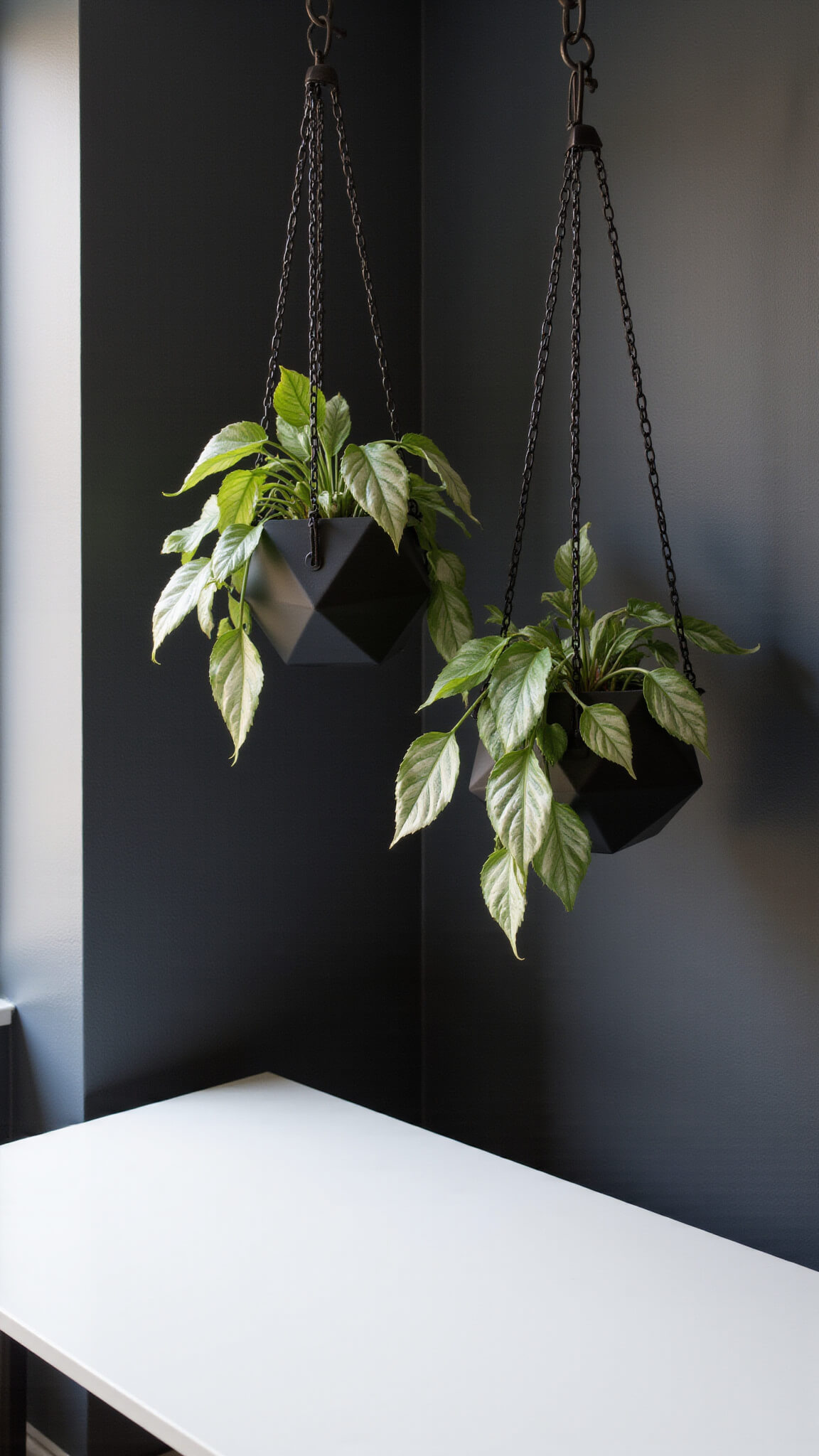 Modern minimalist home office with hanging Satin Pothos in black planters above white floating desk against charcoal walls.